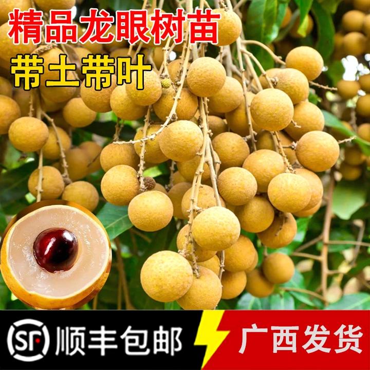 正宗四季龙眼树苗带土带叶广西发货嫁接水果树苗南方种植盆栽地栽