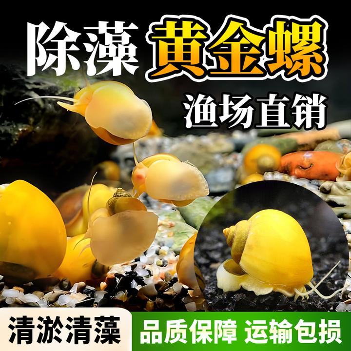 【清理残食】观赏鱼斑马鱼黄金螺除藻螺迷你观赏螺工具螺水草缸