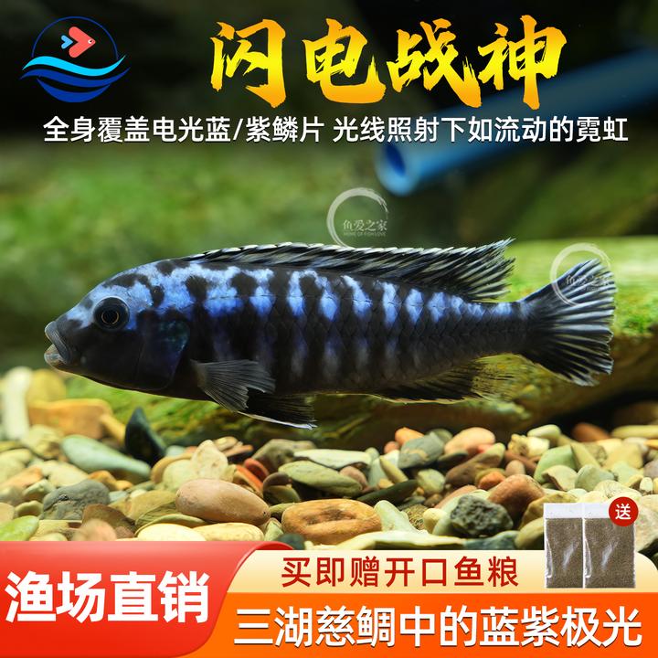 闪电战神三湖慈鲷鱼马鲷非洲王子活体观赏鱼淡水中小型耐养热带鱼
