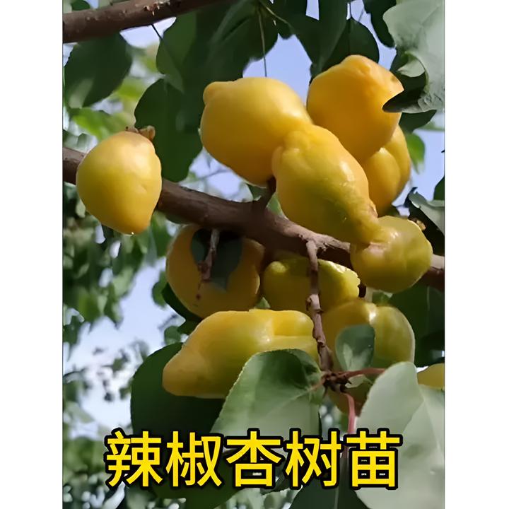新品种辣椒杏树苗嫁接杏子果树苗南北方盆栽地栽种植耐寒杏子树苗