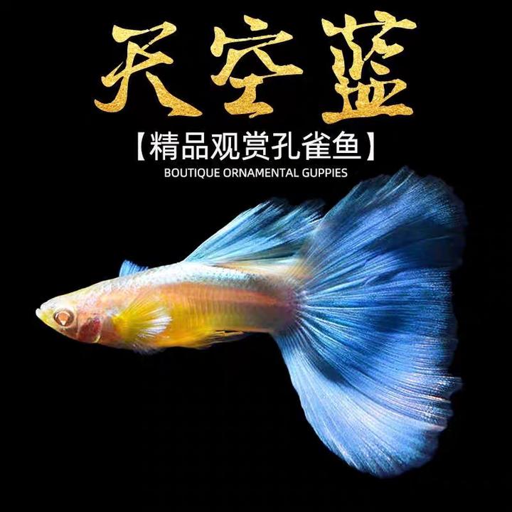 孔雀鱼蓝蓝蓝白精品蝶翼种鱼天空淡水鱼燕尾淡水鱼观赏鱼