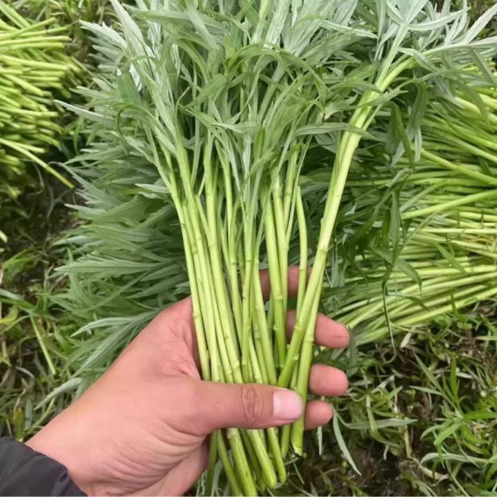 芦蒿种子四季种植清香脆嫩四季可种简单易栽培蔬菜水蒿柳蒿种子