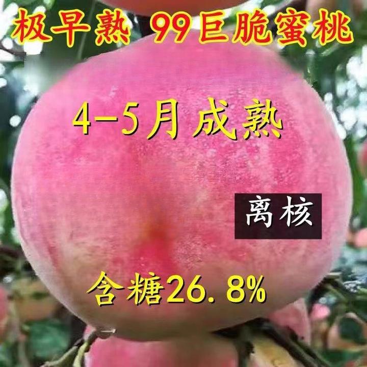 极早熟五月特大脆蜜桃树果苗嫁接冬桃苗耐寒种植南北方新品种桃树