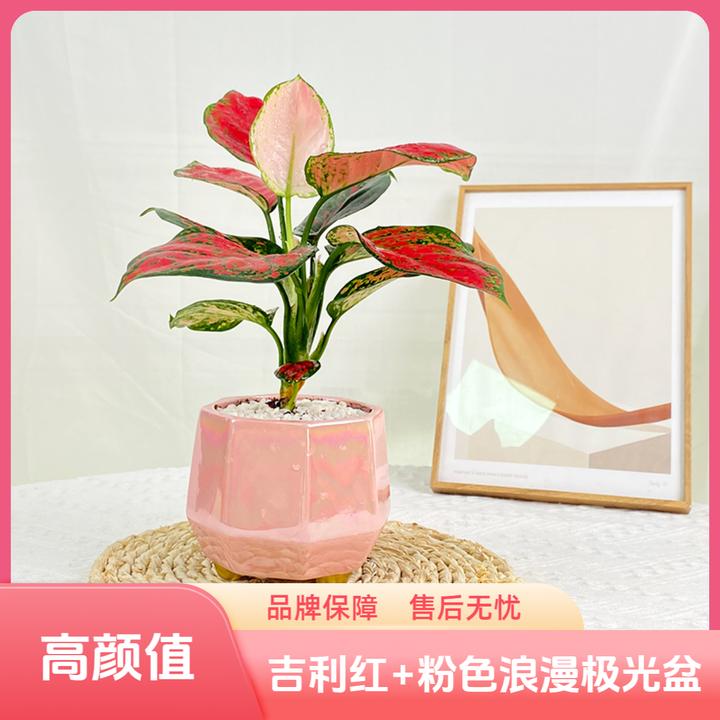 吉利红浪漫粉红盆栽植物四季好养如意皇后花卉室内绿植美观严选植
