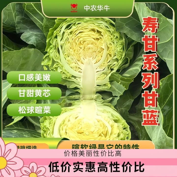 寿甘系列甘蓝种子口感美嫩甘甜松球暄菜黄芯球形大小适中特别绿