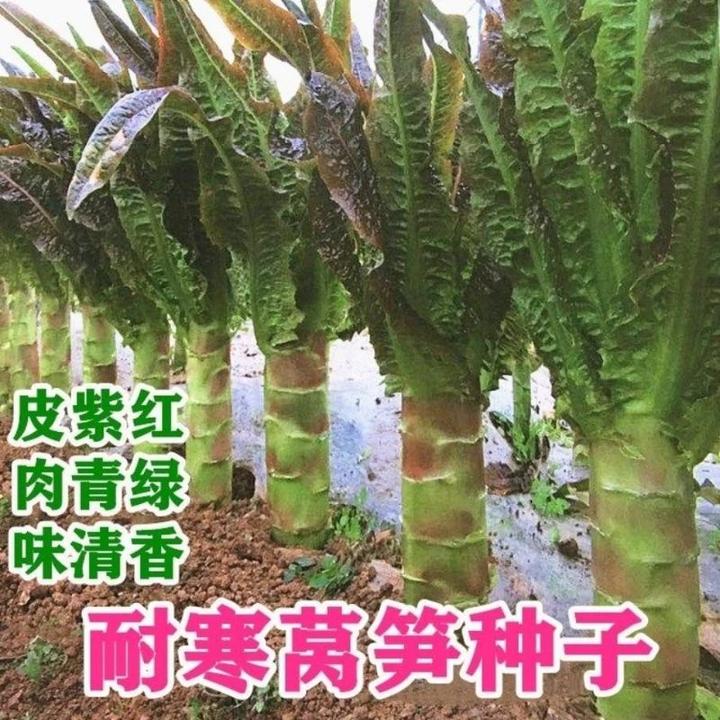 【挂丝红皮莴笋种子】易种庭院耐热耐寒香莴苣籽四季农家田园蔬菜