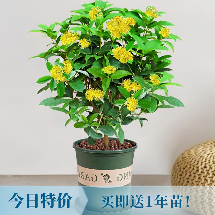 【今日推荐】【养死包赔】6年苗四季桂花 室内阳台庭院盆栽