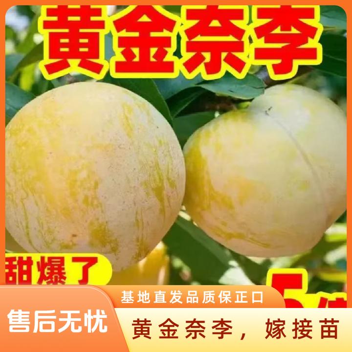 耐寒黄金奈李8-9月成熟个大脆甜可口，耐寒黄金奈李树苗，李子苗，