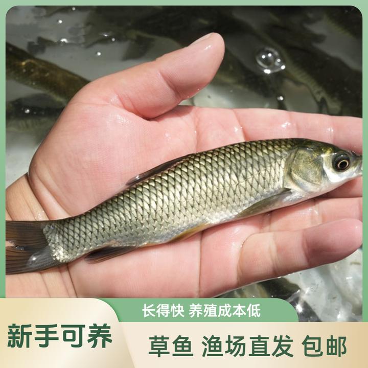 【活体】优质草鱼草混子鱼缸观赏鱼淡水鱼冷水鱼鱼