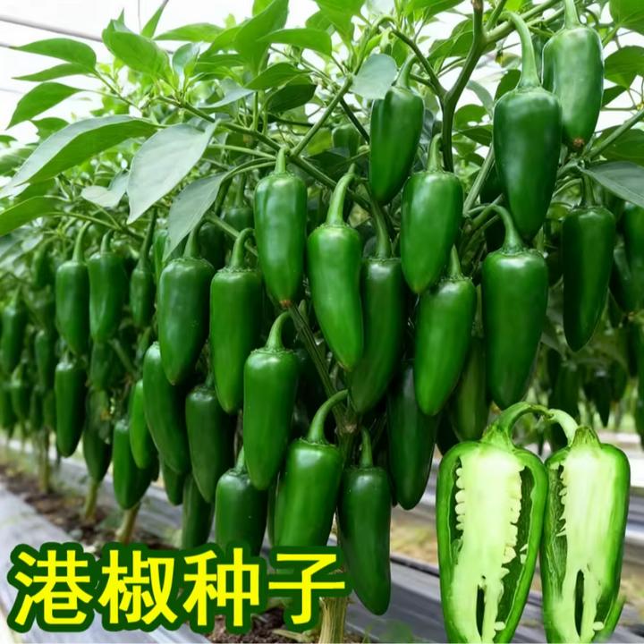 港椒种子 香辣贡椒泡椒种籽阳台盆栽蔬菜墨西哥子弹头辣椒种孑
