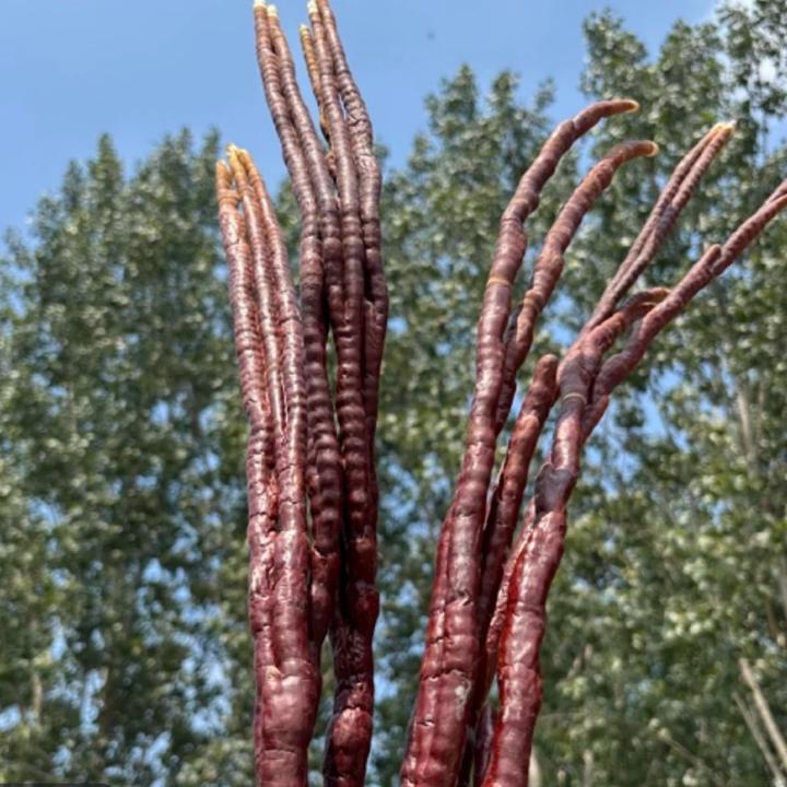 高端严选鹿角灵芝 250克 （团)