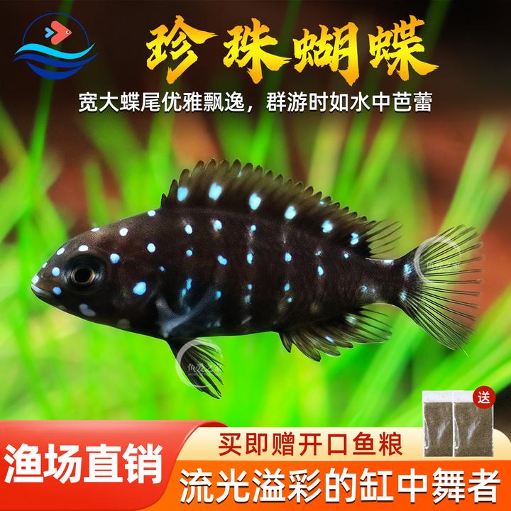 进口珍珠蝴蝶鱼三湖慈鲷坦鲷蓝面黑白蝴蝶慈鲷鱼类坦湖观赏热带鱼
