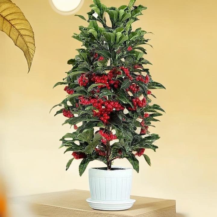 富贵籽年宵花观果盆景室内植物北美冬青金玉满堂朱砂根