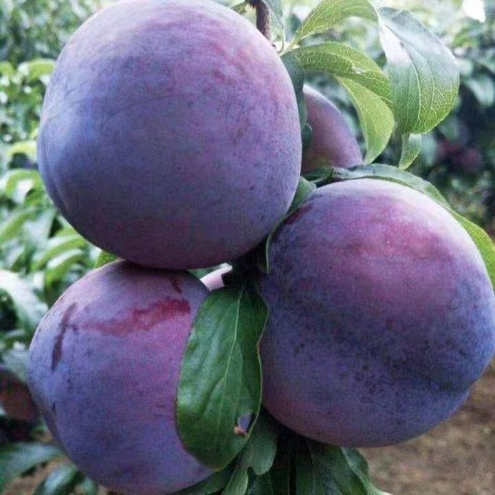 3年苗买一送一 李子树苗嫁接特大黑霸王李子树苗南北方盆栽地栽