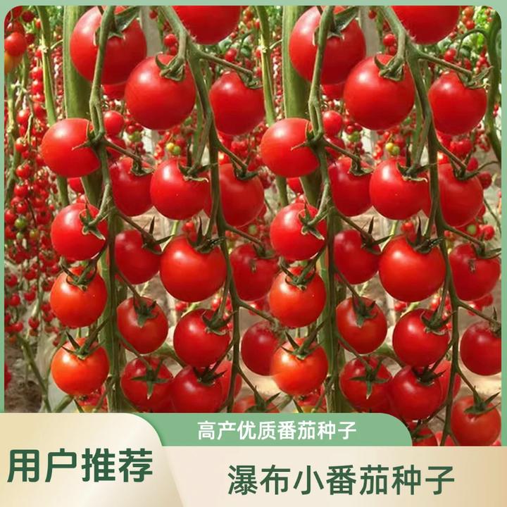 【瀑布小番茄种子】家庭阳台小院盆栽地栽四季种子