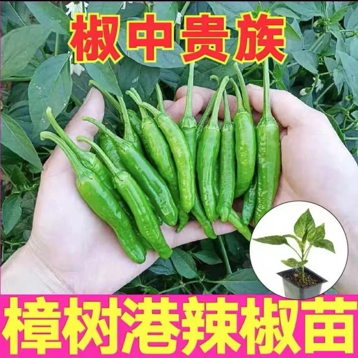 【9. 9 元 10棵】正宗樟树港辣椒苗秧苗四季种植地栽盆栽辣椒苗菜苗