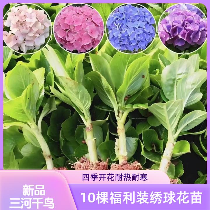10棵大花绣球花苗花卉耐冷耐热庭院室内易活好种花多四季开花