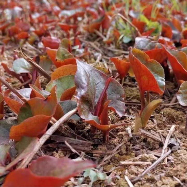 鱼腥草种子折耳根种子四季种植阳台庭院盆栽地载泡沫箱蔬菜种植