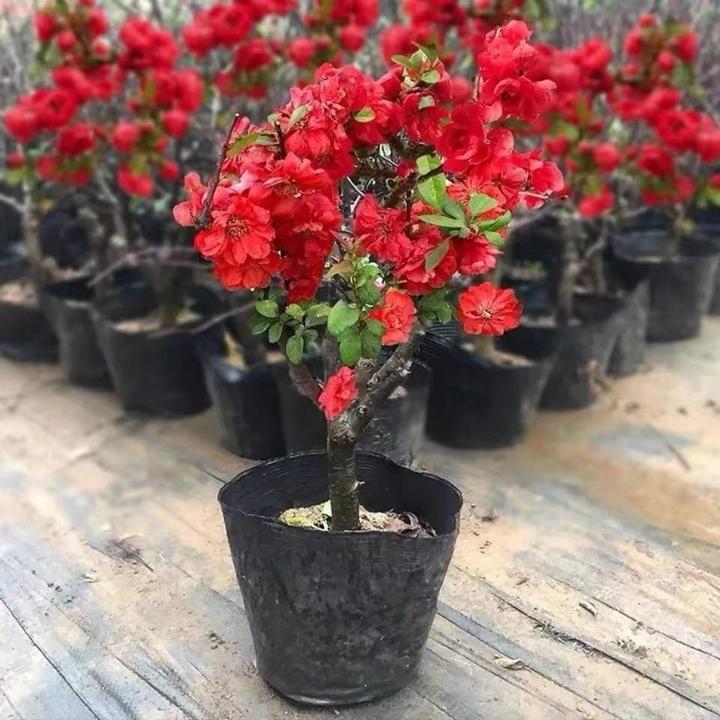 【新品】【海棠盆栽】耐寒海棠花盆栽庭院阳台室内外花卉绿植四季