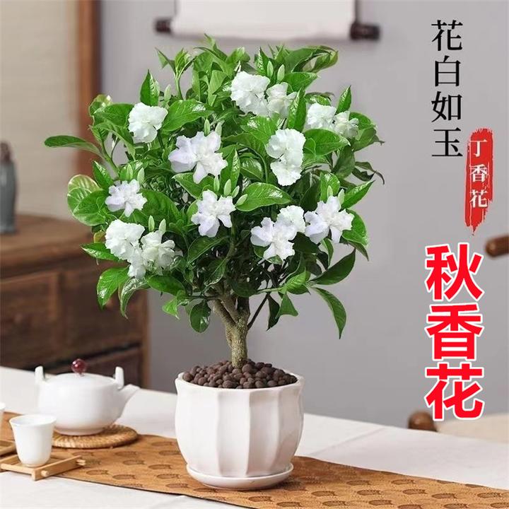 秋香花 阳台庭院盆栽秋香花苗 狗芽花 水晶茉莉四季开花清香花卉