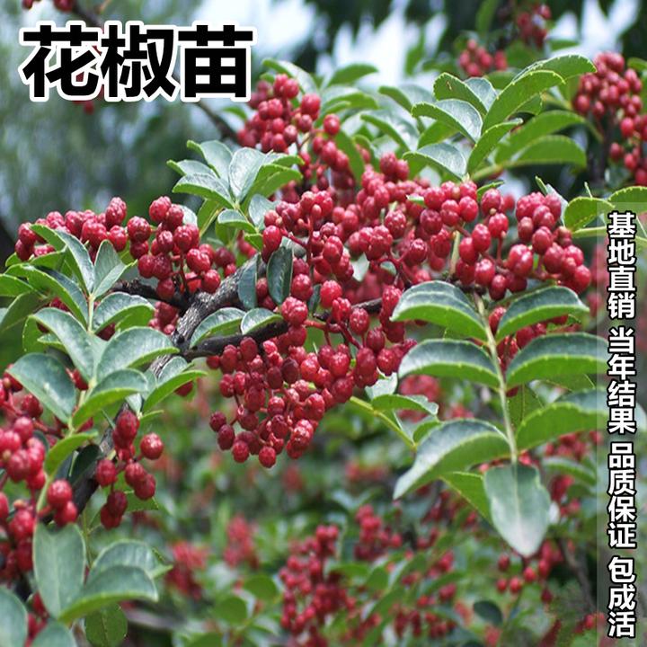 大红袍花椒苗树盆栽食用藤椒苗南北方种地栽青花椒树苗当年结果