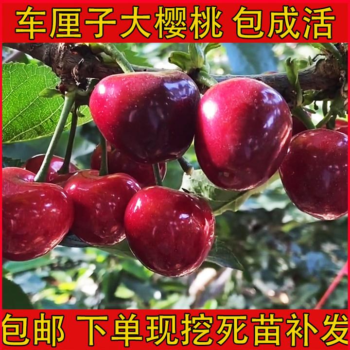 车厘子树苗嫁接苗特大樱桃果树新品种南北方种植盆栽地栽当年结果