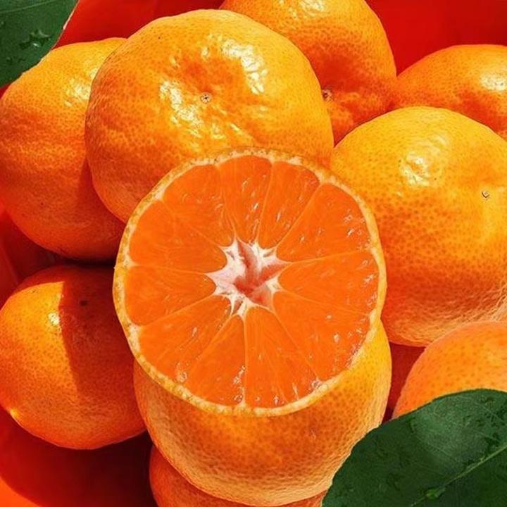 小糖丸一口桔30年老橘树临海涌泉蜜桔皮薄化渣高甜果园直发现摘