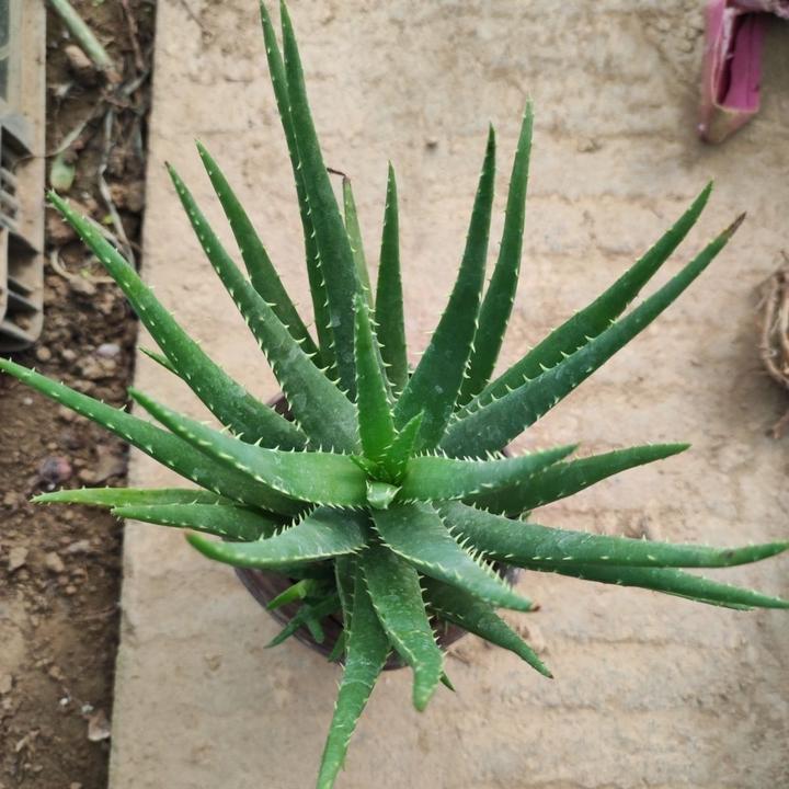 园竹芦荟发货品种大全芦荟盆栽芦荟品种老桩清仓