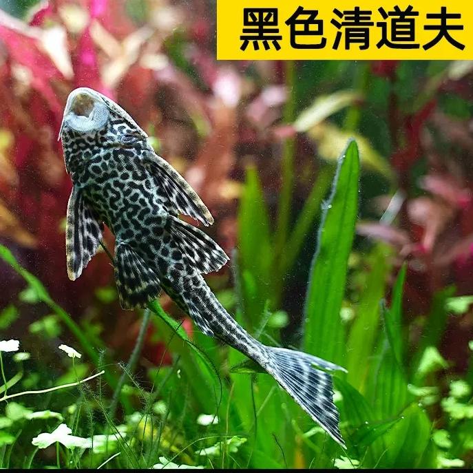 清道夫鱼鱼缸清洁工女王除藻工具鱼清理垃圾吃屎鱼热带淡水观赏鱼