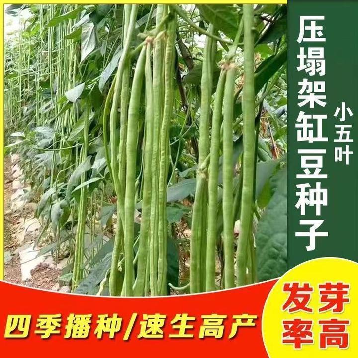长豆角种子压塌架小五叶种子摘不败早熟高产耐热推荐豆角种子豇豆