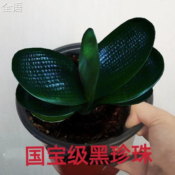 君子兰精品麻脸珍珠王宽叶短叶和尚名贵黑珍珠小苗室内好养正版