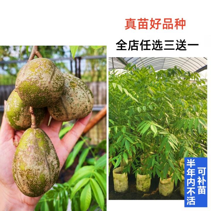 新品种大果太平洋青橄榄苗泰国甜橄榄果树苗四季结果南方盆栽地栽