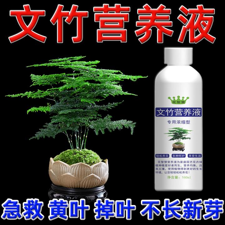 文竹叶子发黄掉叶专用营养液云竹盆栽肥料专用肥黄叶枯萎怎么办