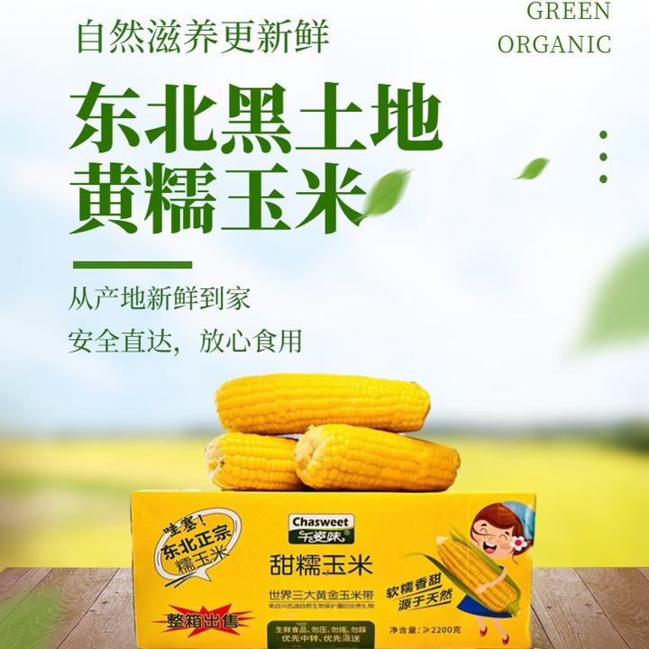 【试吃2根】24年头茬东北黄香糯玉米300g/支大棒一箱8+2支整箱6.2斤