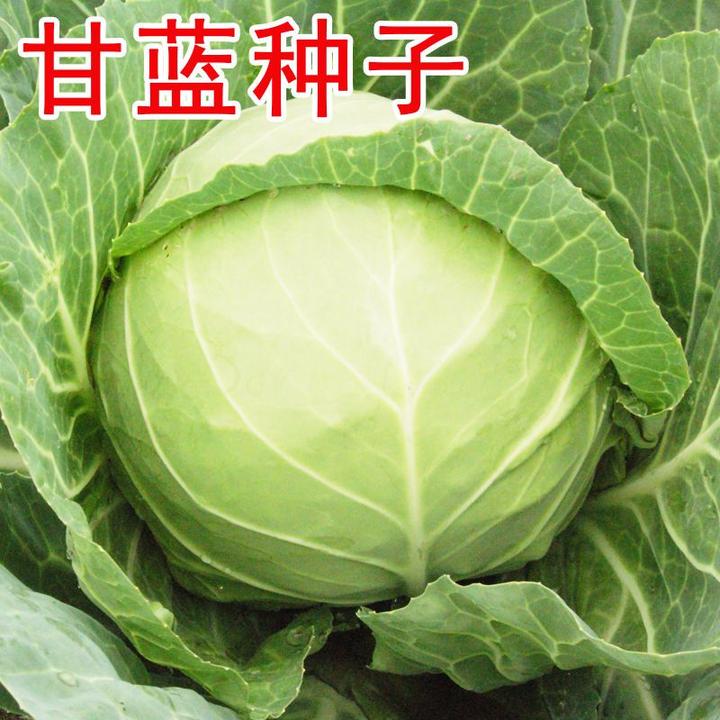 甘蓝种子耐热易种卷心菜莲花白绿甘蓝包菜籽四季播种阳台蔬菜种子