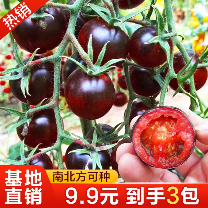 黑番茄种子紫黑西红柿种子大黑柿子种籽生长大果型黑庭院瓜果种籽