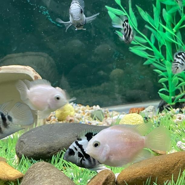 迷你鹦鹉鱼宝蓝白金胭脂粉观赏热带鱼多种规格