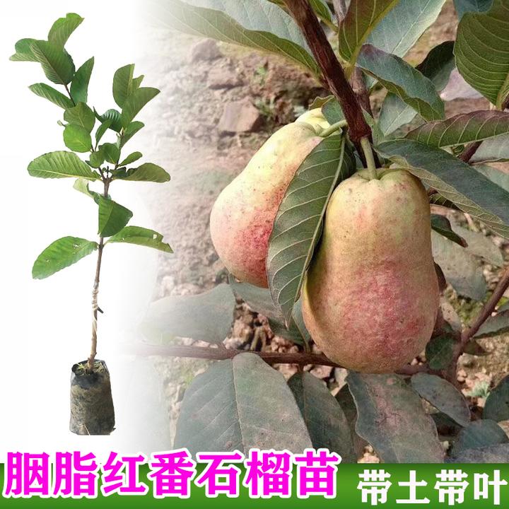 四季胭脂红番石榴苗红宝石芭乐西瓜芭乐珍珠番石榴嫁接苗结果盆栽