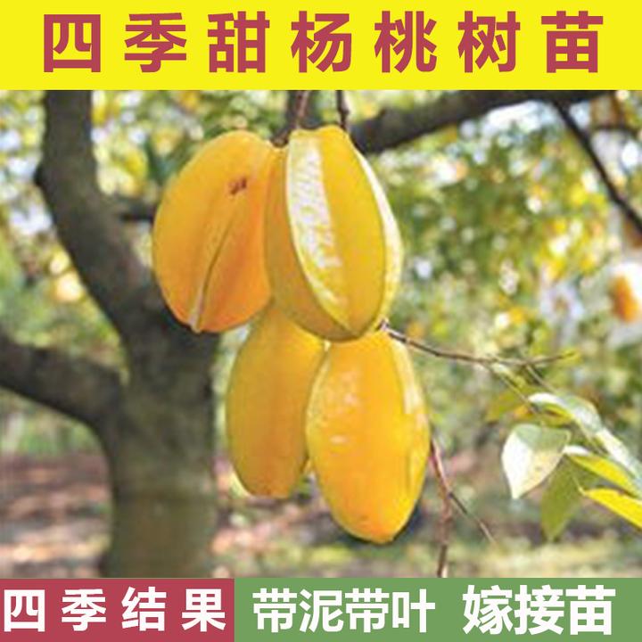 广西甜杨桃树苗清甜嫁接正宗品种四季结果盆栽庭院南方种植果树苗