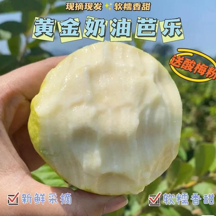 【香甜软糯】福建水果软心芭乐当季新鲜现摘3/5斤番石榴果园现发