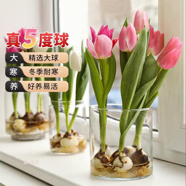 【推荐】郁金香种球水培花卉植物室内花四季开花种子盆栽花苗土水养