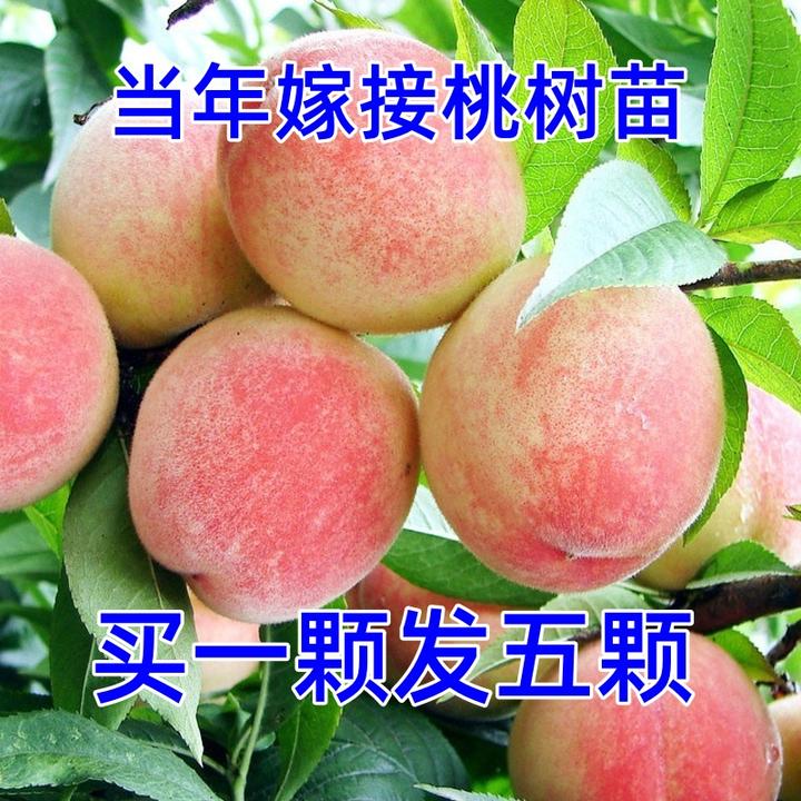 桃苗嫁接水蜜桃树苗盆栽地栽南方北方种植果树苗当年结果
