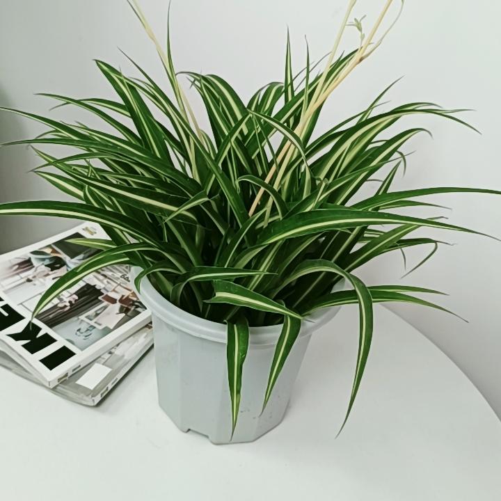 大盆金心吊兰绿植盆栽花卉土培水养水培室内好养