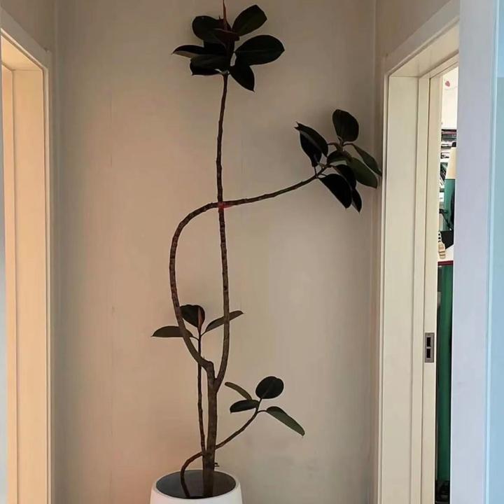 橡皮树黑金刚大型室内盆栽客厅办公室网红植物多层步步高造型绿植