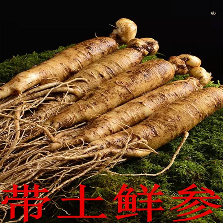 【极参老参沟带土鲜参】人参土人参精选长白山鲜人参泡酒煲汤