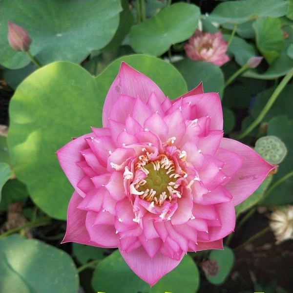 小型荷花碗莲成品苗种藕楼顶阳台庭院室外栽培美观汝州老农花卉