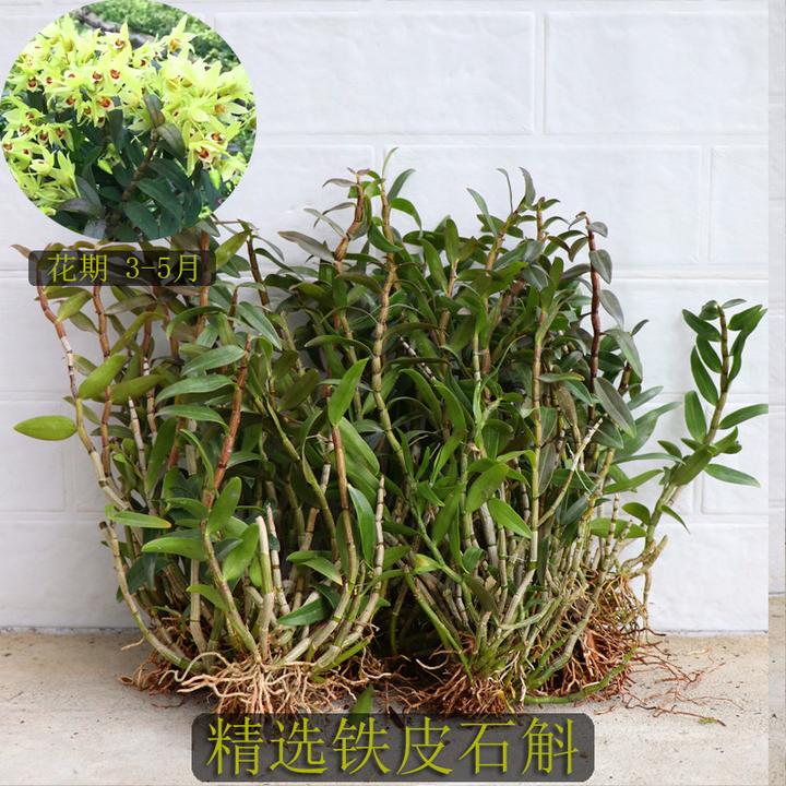 精选铁皮苗带根发货比赤水金钗还好养基地盆栽种植直发霍山铁皮