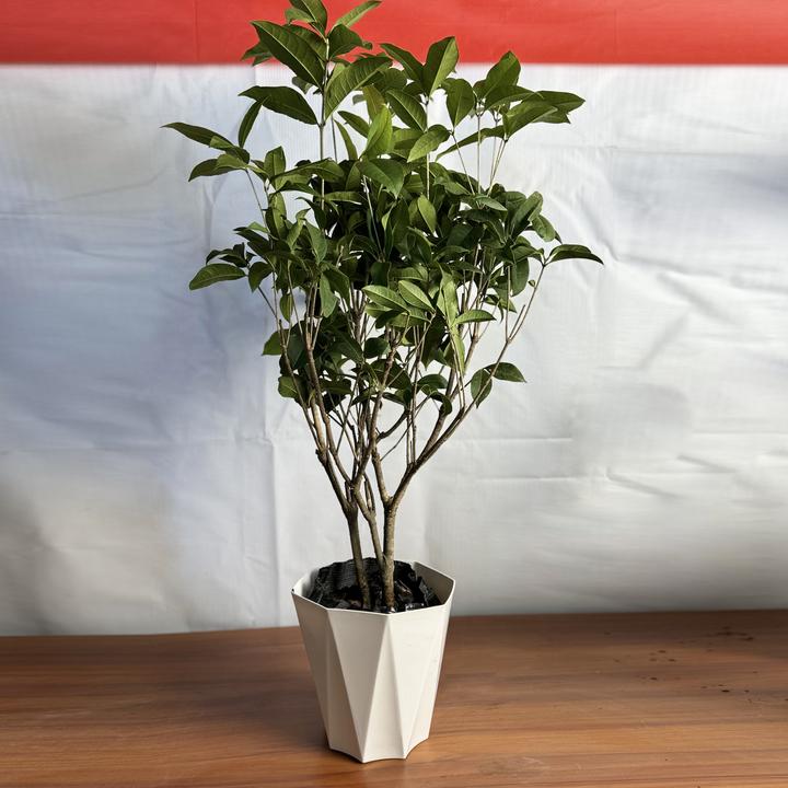 西藏包邮银桂桂花浓香型盆栽好养活庭院耐寒室内外阳台植物开花