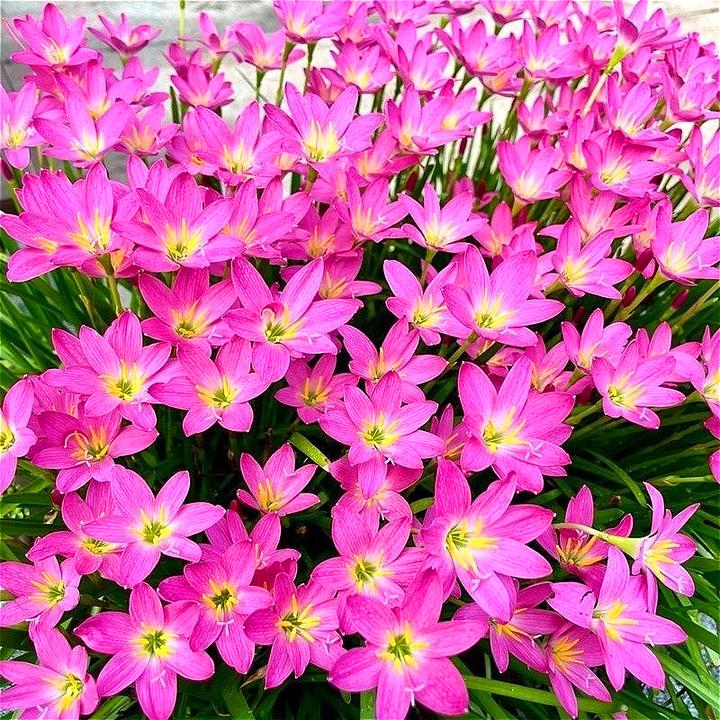 风雨兰粉色风雨兰植物盆栽桩球根花四季开花绿植苗风雨兰