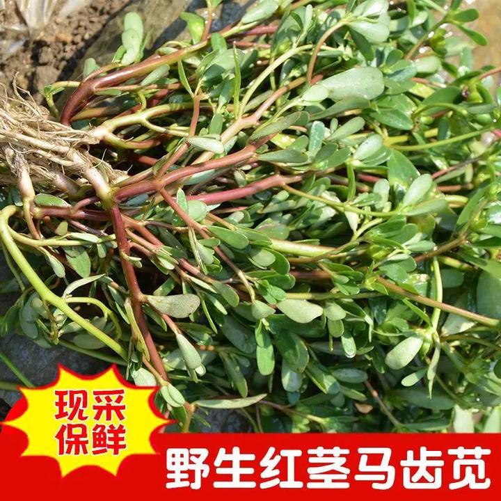 新鲜马齿苋野菜现挖马蜂菜长命菜长寿菜整棵马齿苋带根五另售百合